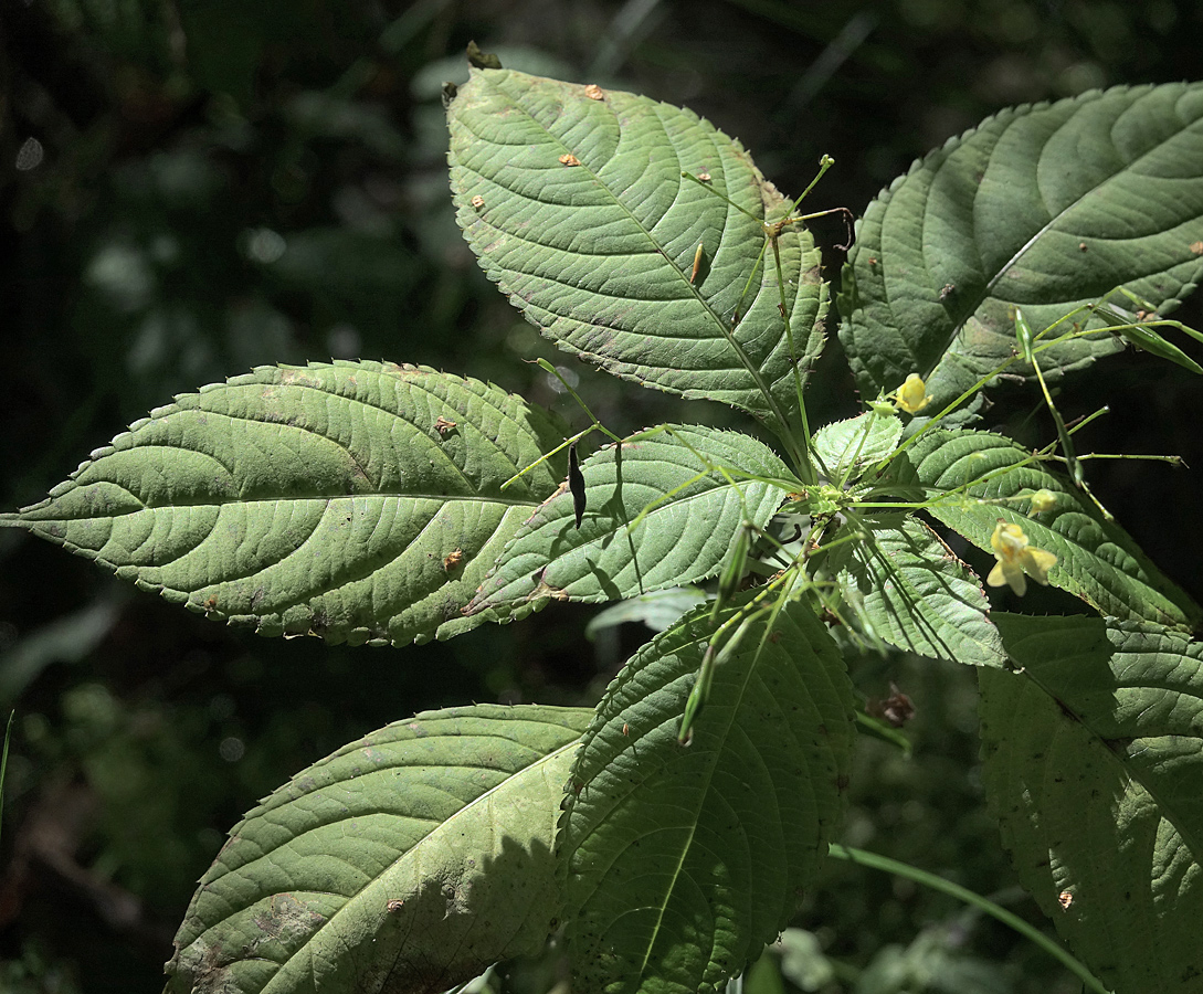 Image of Impatiens parviflora specimen.