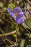 Crocus speciosus. Цветок. Краснодарский край, Апшеронский р-н, окр. пос. Отдалённый, гора Черногор, выс. ок. 1600 н.у.м., субальпийский луг. 04.10.2020.