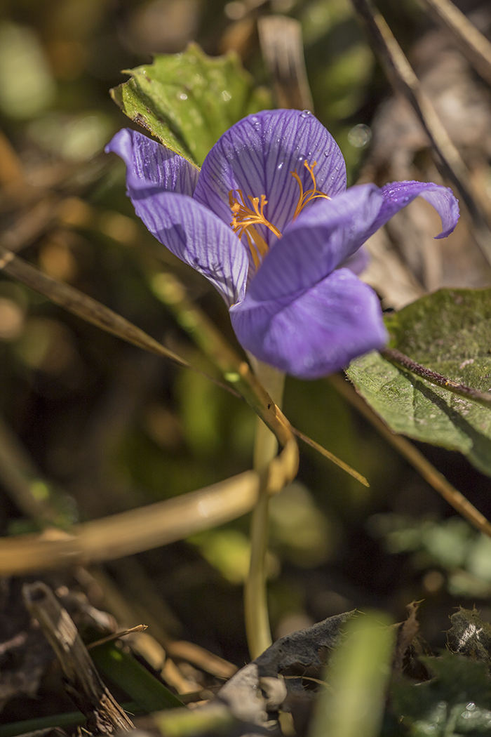 Изображение особи Crocus speciosus.