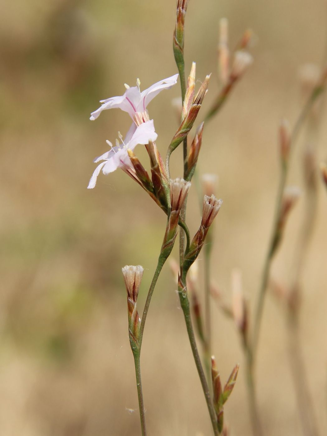 Image of Acantholimon nuratavicum specimen.