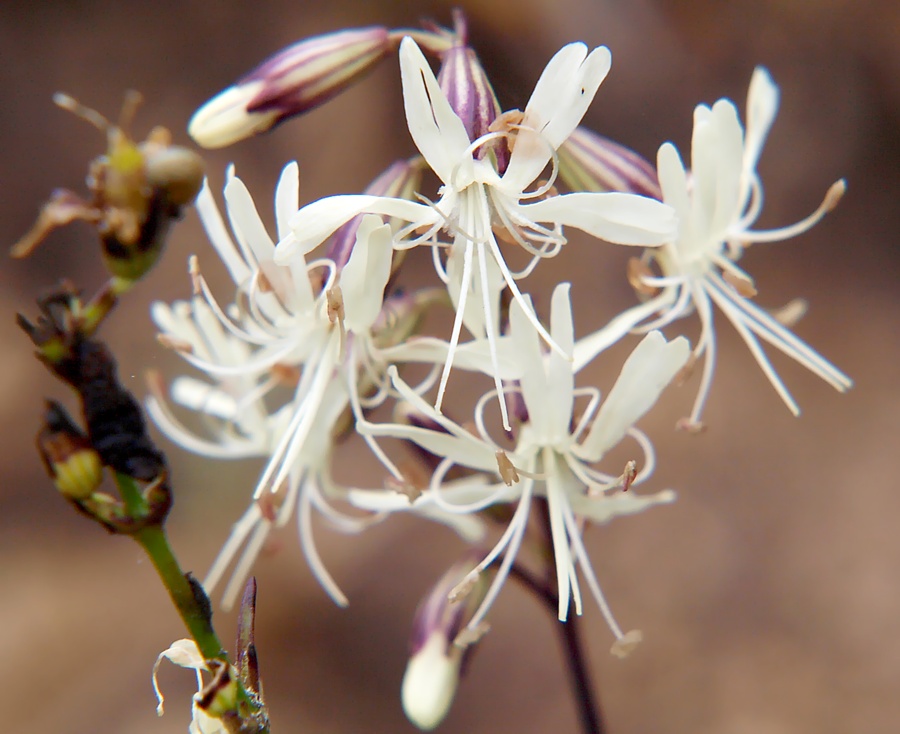 Изображение особи Silene foliosa.