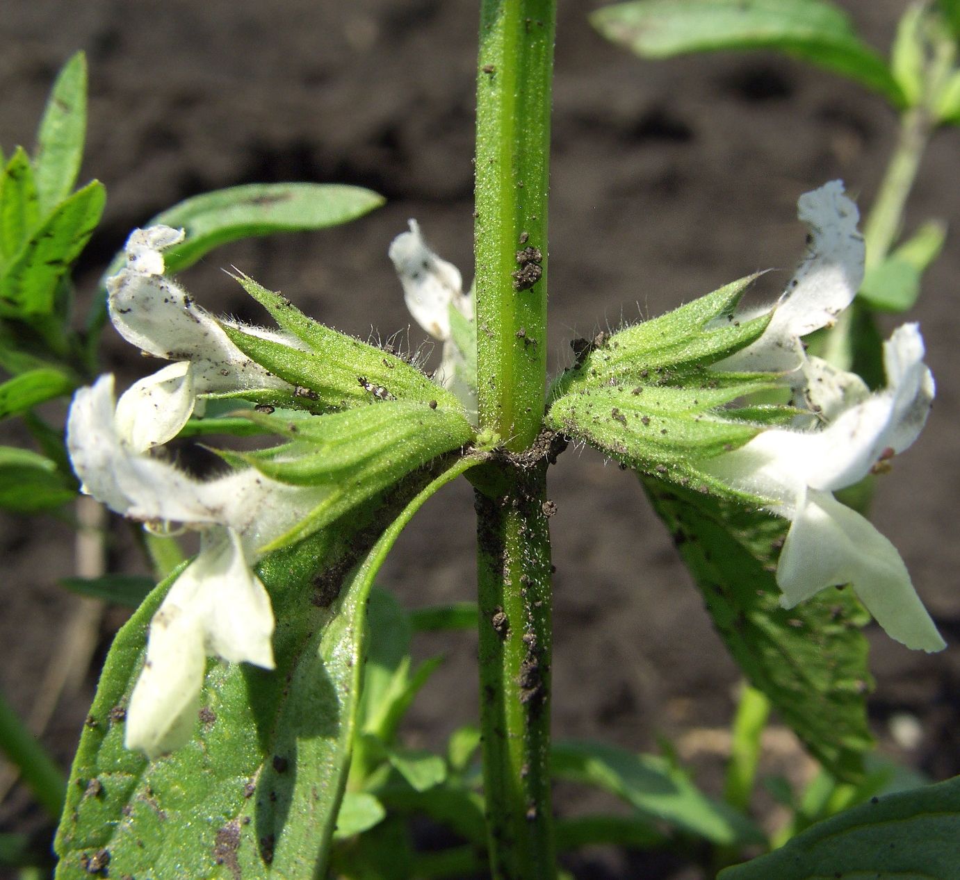 Image of Stachys annua specimen.