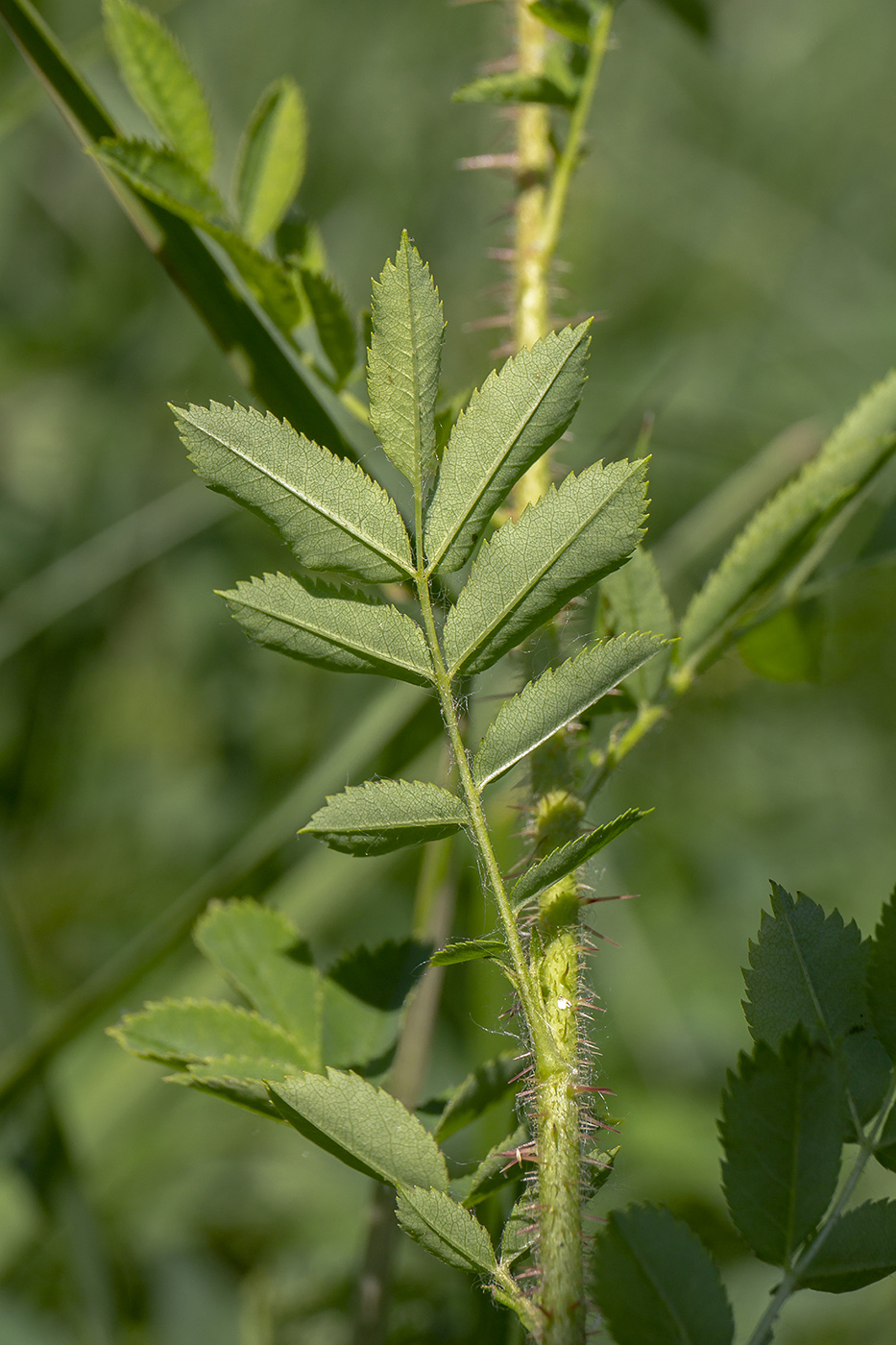 Image of Rosa spinosissima specimen.