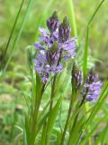 Polygala hybrida