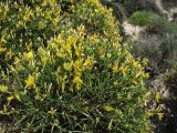 Genista acanthoclada. Ветви с соцветиями. Греция, о. Родос, окр. деревни Хараки, маквис. 5 мая 2011 г.