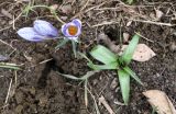 Crocus adamii