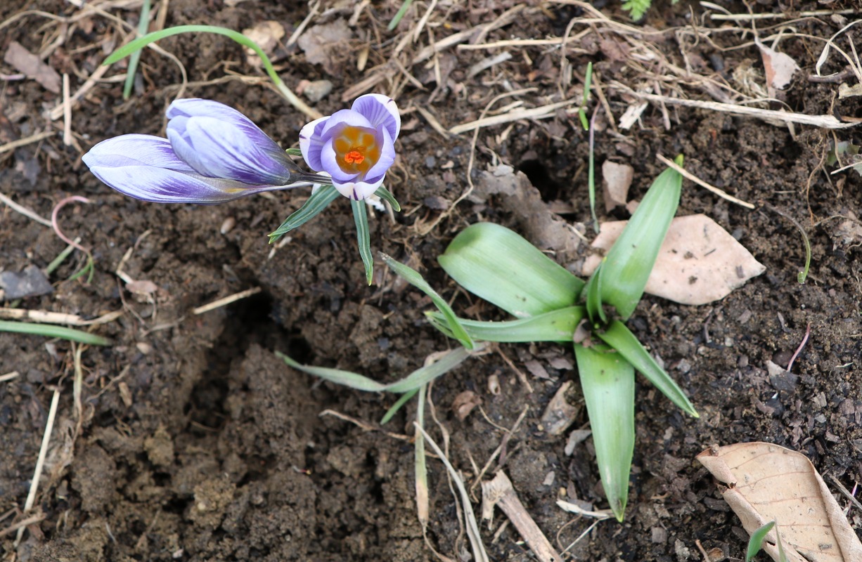 Изображение особи Crocus adamii.