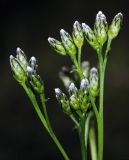 Image of taxon representative. Author is Анна Цветкова