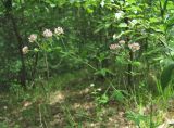 Dorycnium herbaceum. Верхушка цветущего растения. Краснодарский край, Абинский р-н, окр. ст-цы Холмская, широколиственный лес. 19.06.2020.