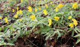 Anemone ranunculoides