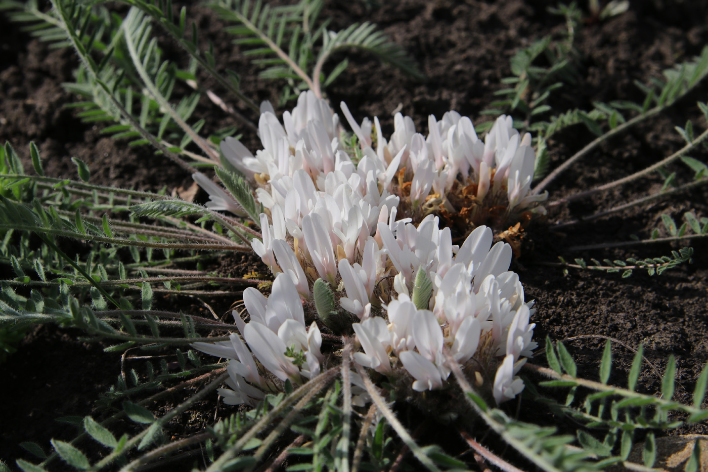 Image of Astragalus testiculatus specimen.