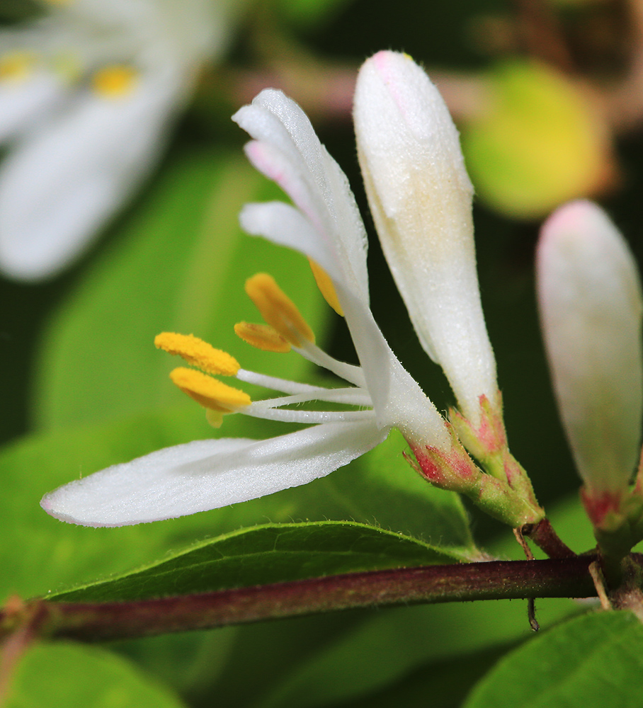 Изображение особи Lonicera maackii.