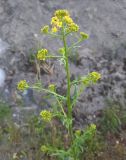 Sisymbrium loeselii