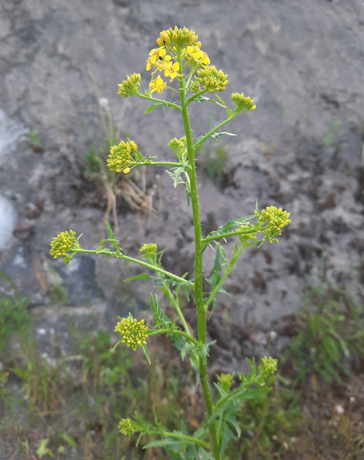 Image of Sisymbrium loeselii specimen.