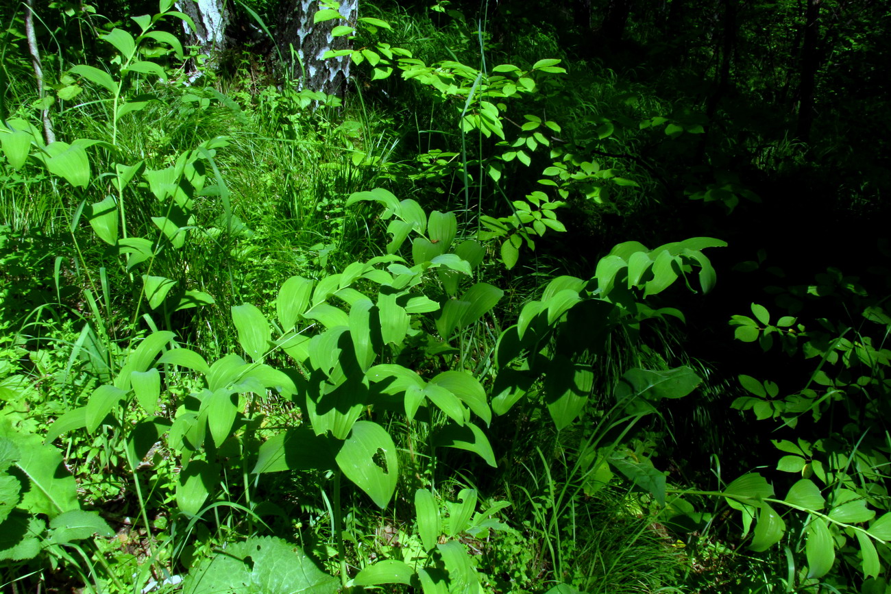 Image of Polygonatum maximowiczii specimen.