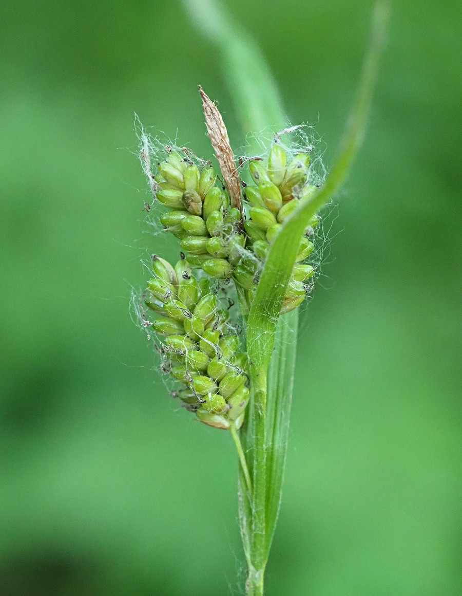 Image of Carex pallescens specimen.