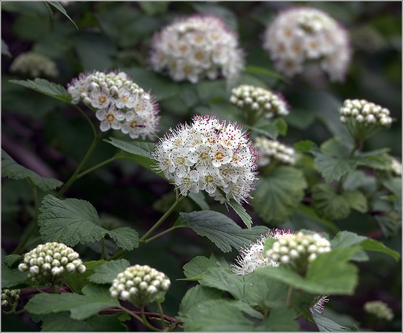 Image of Physocarpus opulifolius specimen.