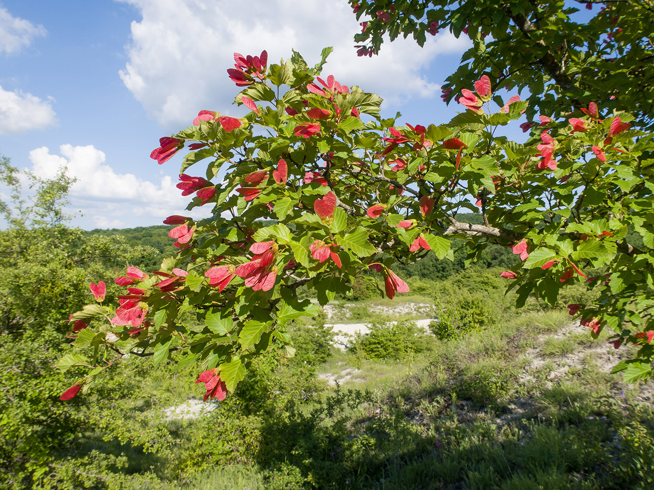 Изображение особи Acer tataricum.