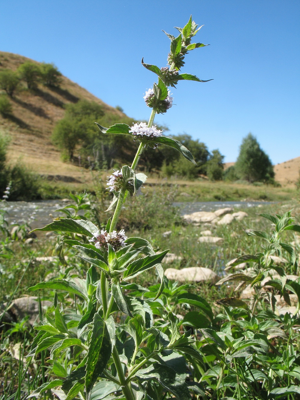 Image of Mentha &times; interrupta specimen.