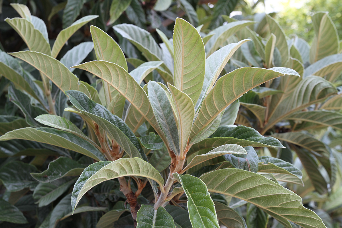Изображение особи Eriobotrya japonica.