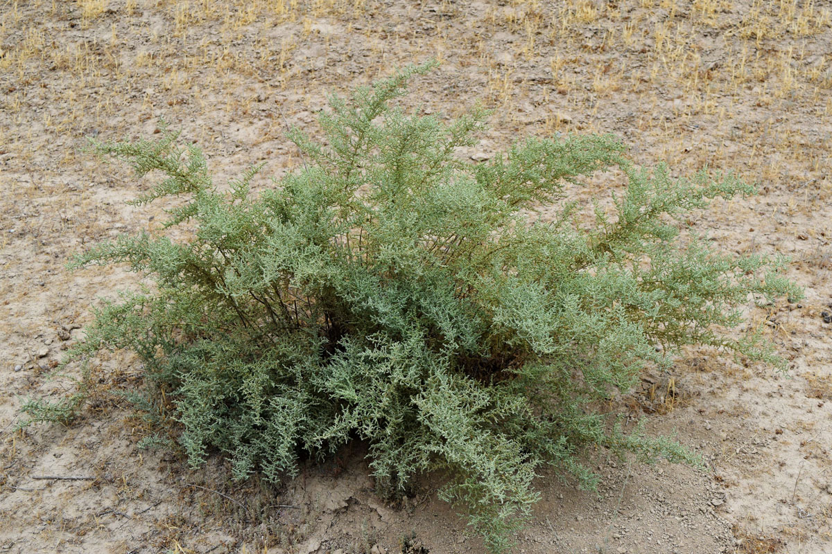 Изображение особи Salsola dendroides.