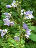 Polemonium chinense