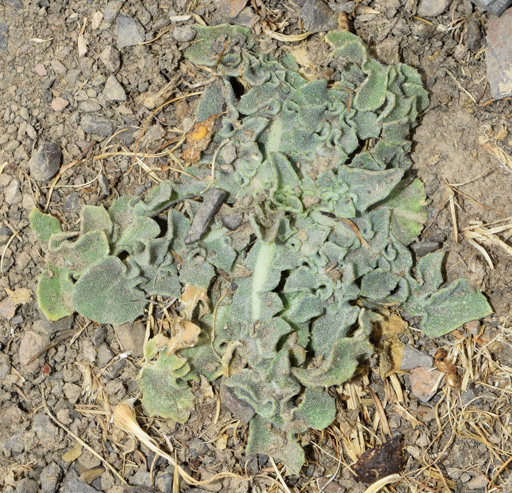 Image of Centaurea iberica specimen.