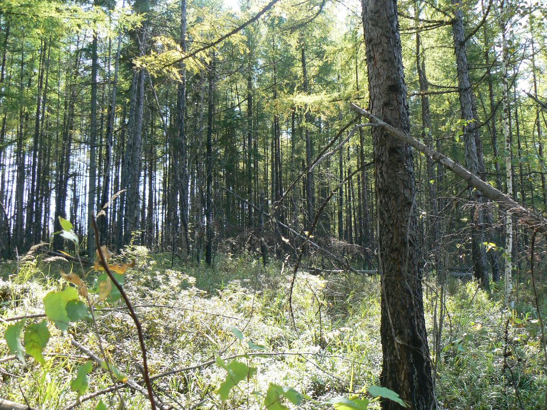 Image of Larix cajanderi specimen.