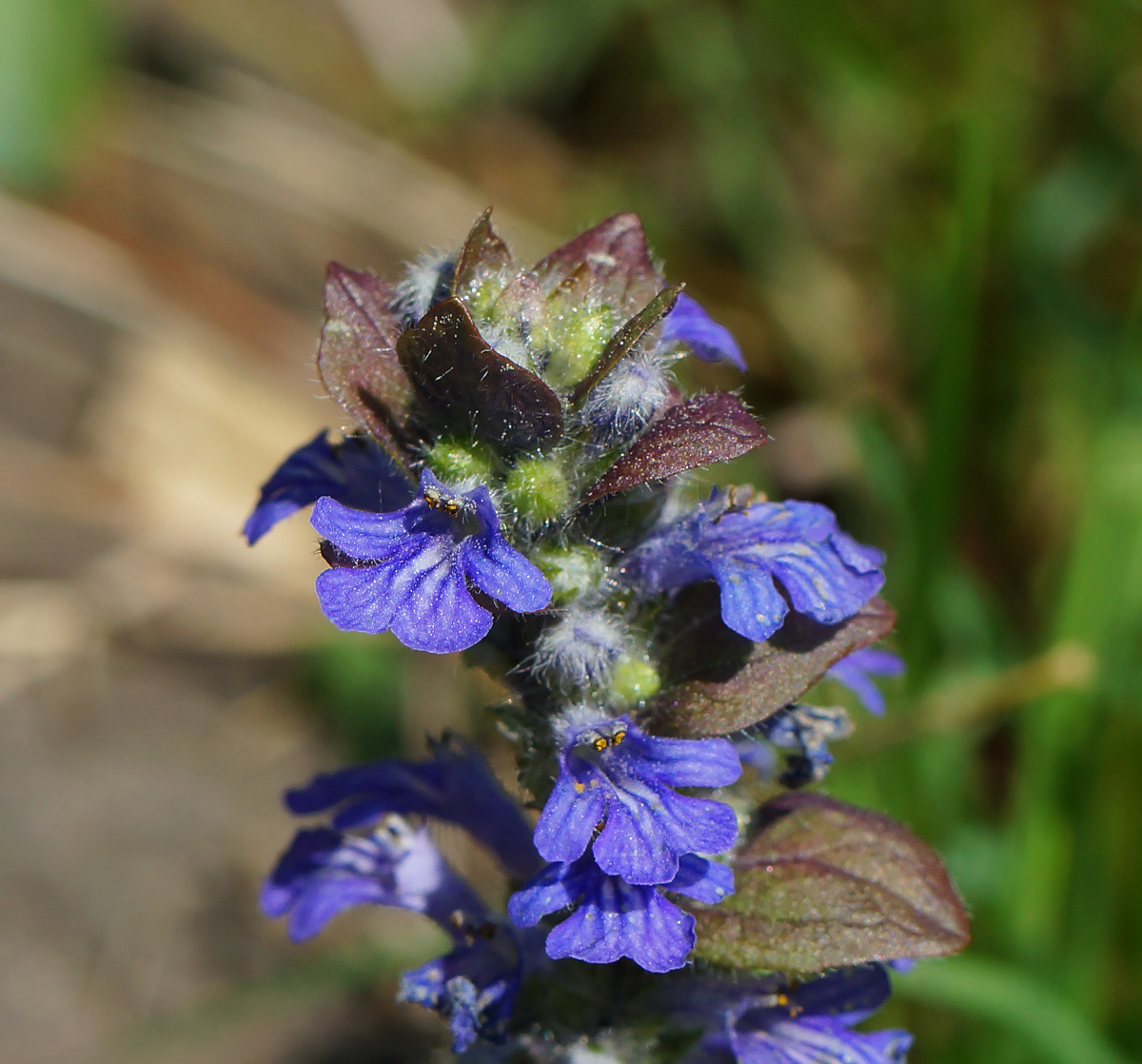 Image of Ajuga reptans specimen.