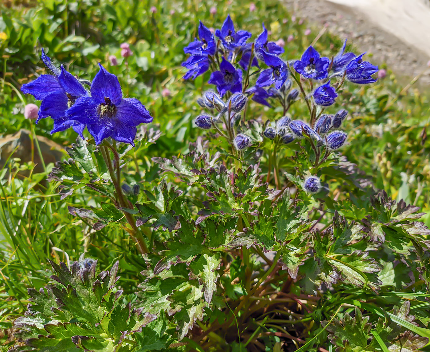 Изображение особи Delphinium caucasicum.