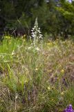 Ornithogalum ponticum