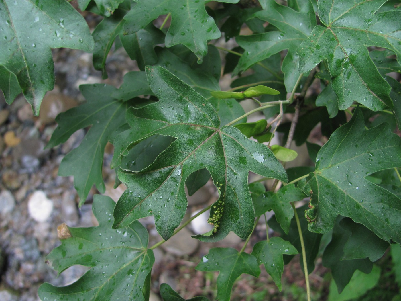 Image of Acer campestre specimen.