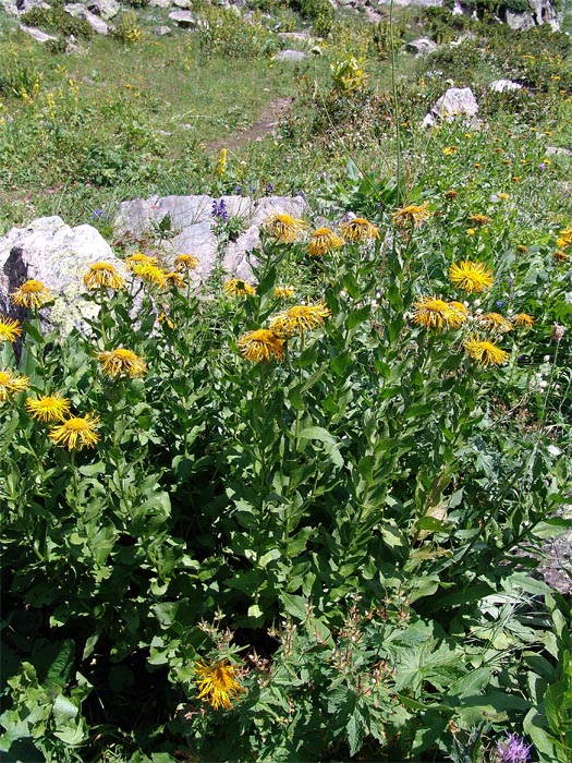 Image of Inula grandiflora specimen.