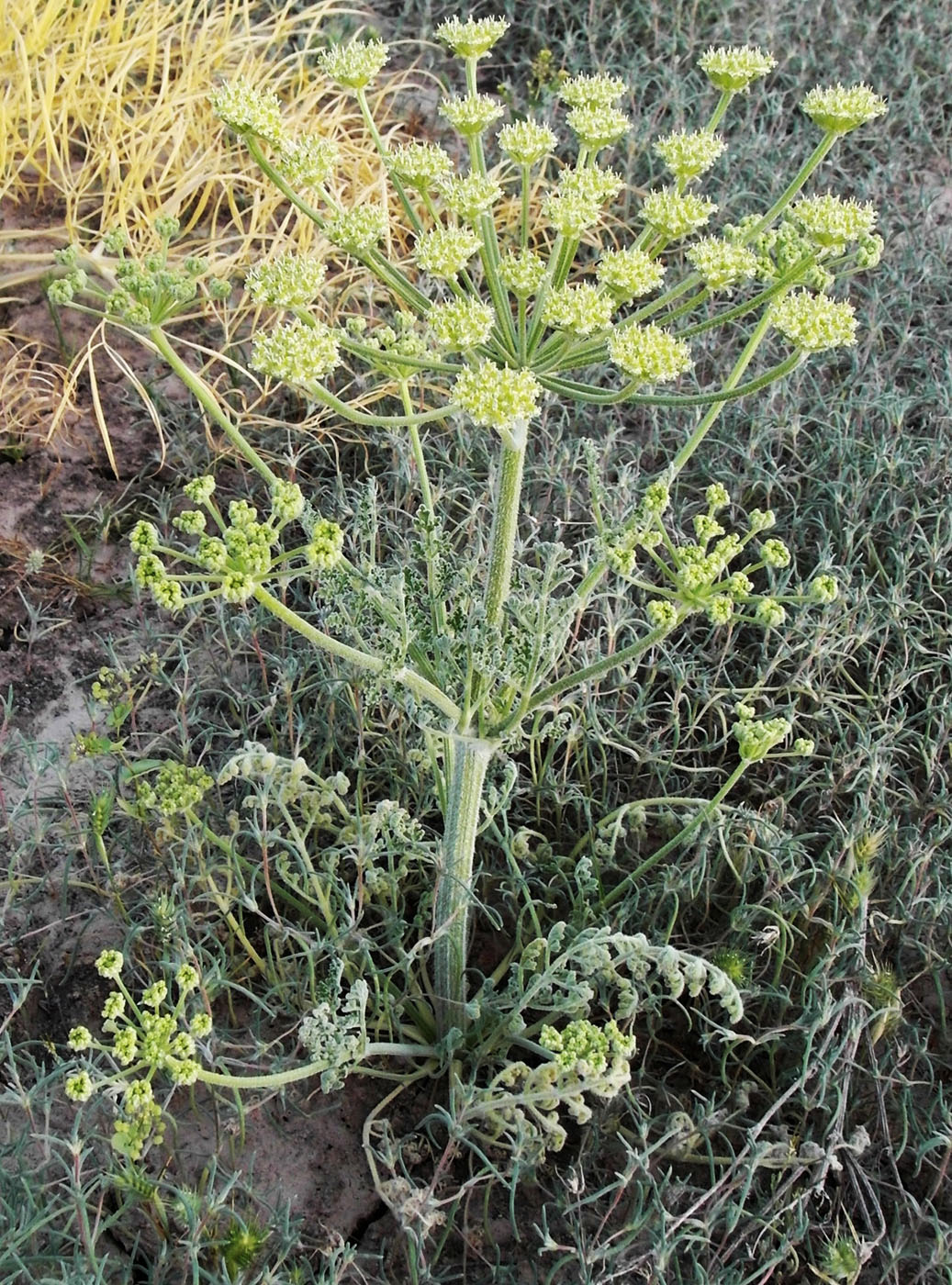 Image of Zosima absinthifolia specimen.