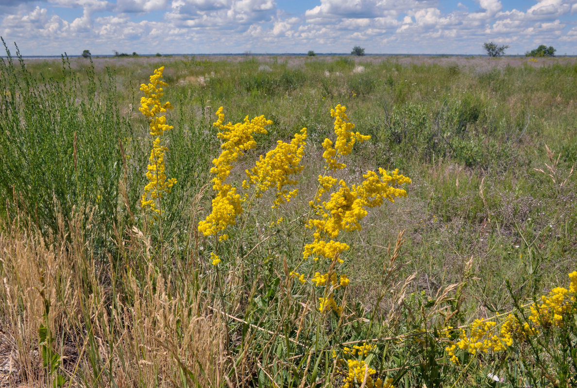 Image of Galium verum specimen.