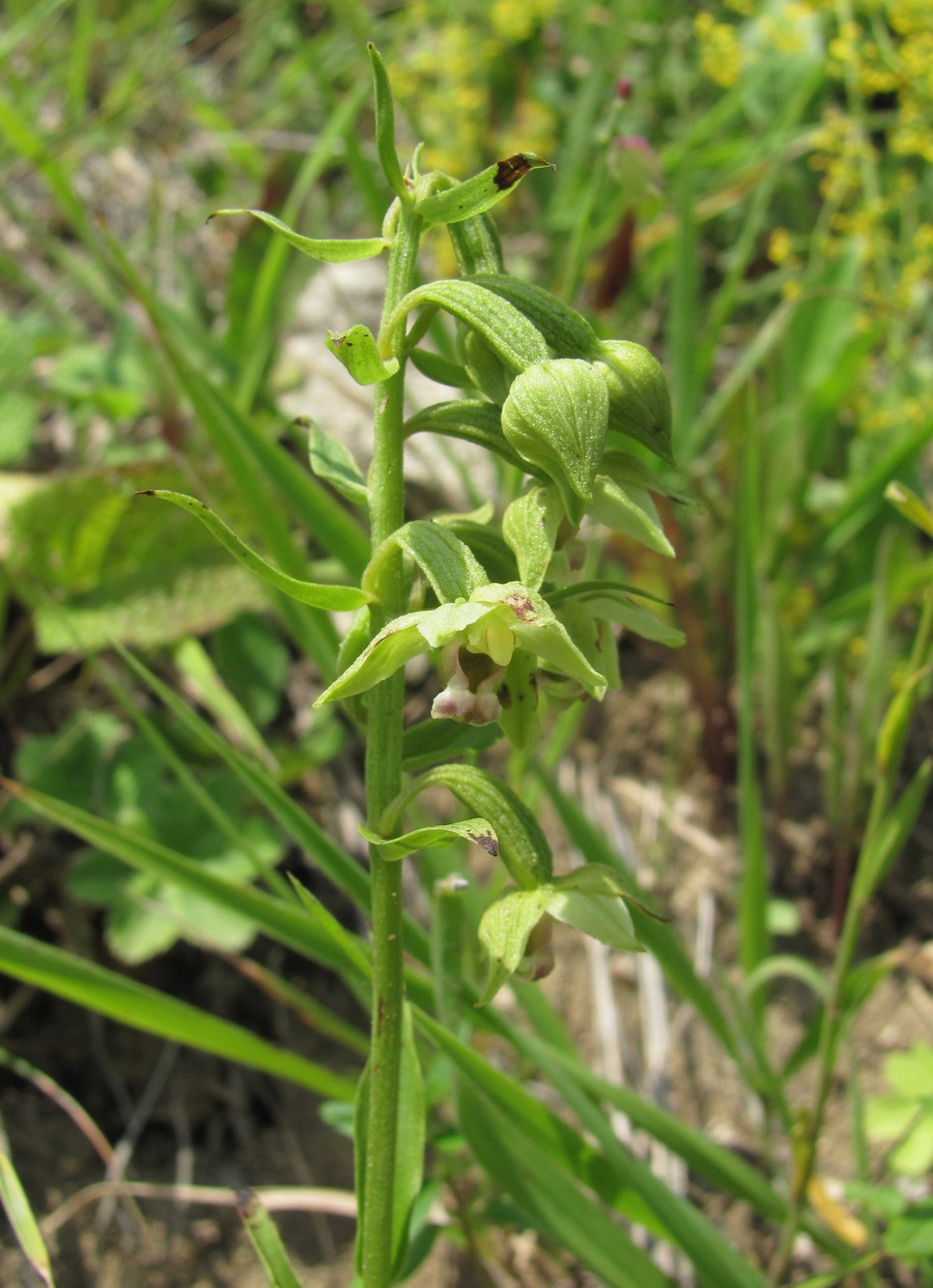 Изображение особи Epipactis helleborine.