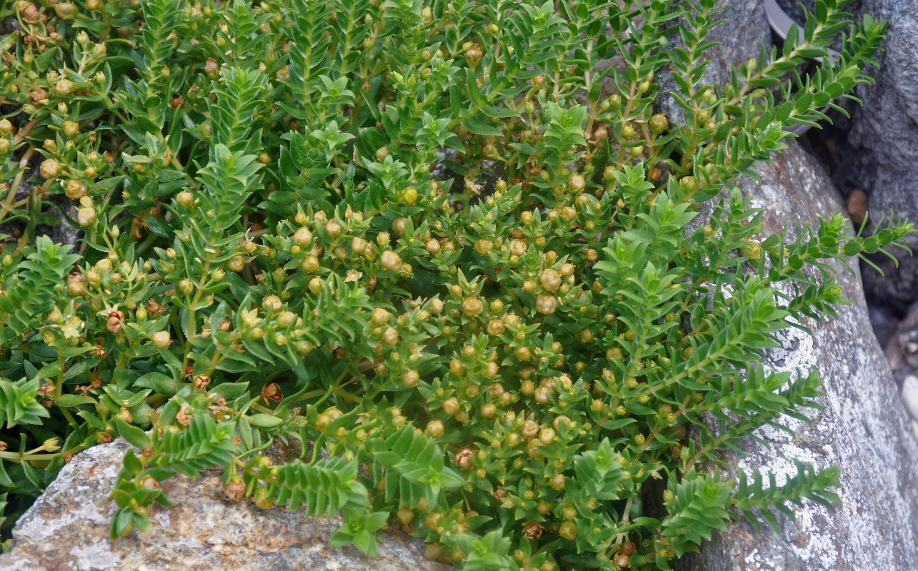 Image of Honckenya peploides ssp. major specimen.