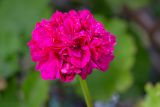 Pelargonium hortorum. Соцветие (махровая форма). Израиль, г. Бат-Ям, в культуре. 28.03.2022.
