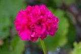 Pelargonium hortorum