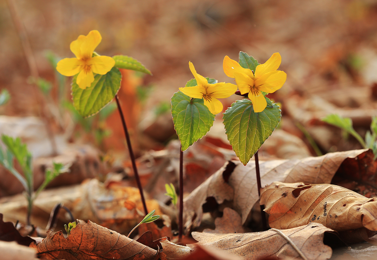 Image of Viola orientalis specimen.