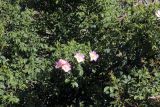 genus Rosa