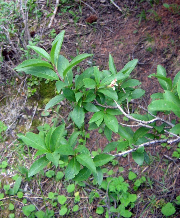 Изображение особи Lonicera karelinii.