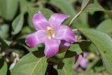 Lagunaria patersonia