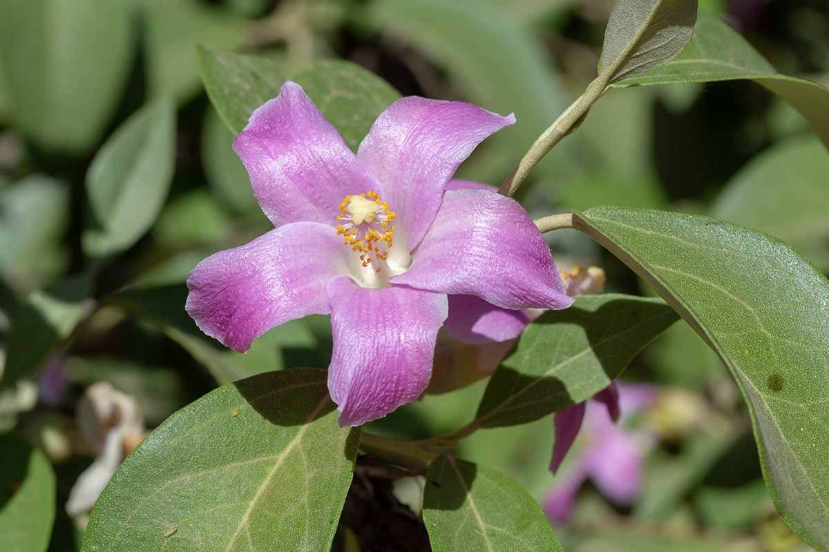 Image of Lagunaria patersonia specimen.