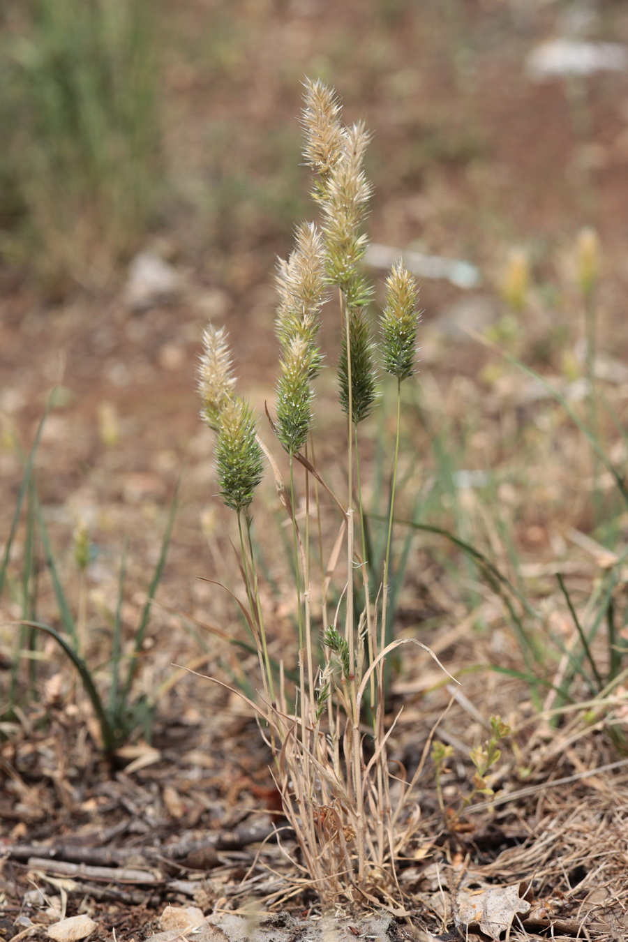 Image of Rostraria cristata specimen.