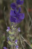 Salvia viridis