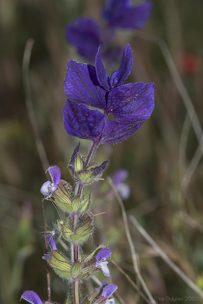 Изображение особи Salvia viridis.