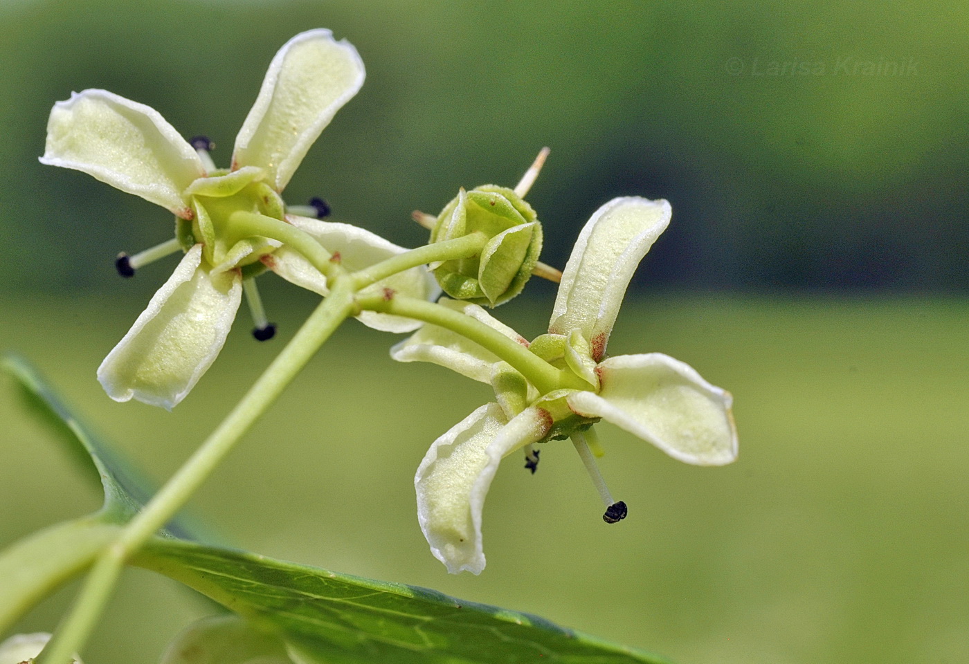 Image of Euonymus maackii specimen.