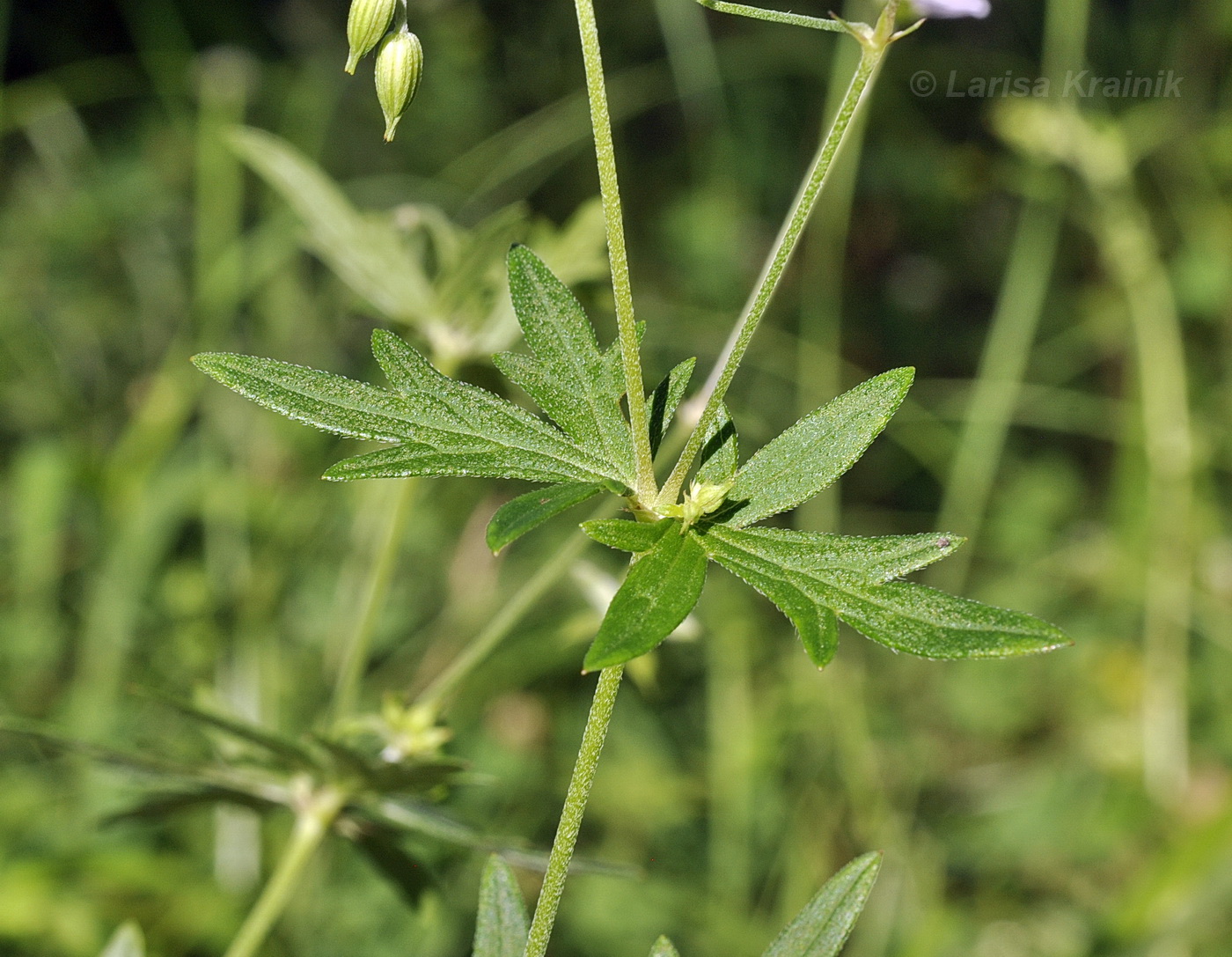 Image of Geranium dahuricum specimen.