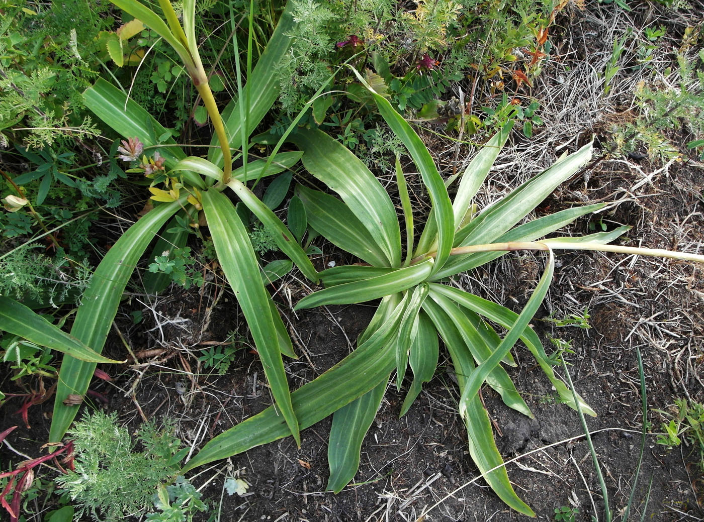 Изображение особи Gentiana decumbens.